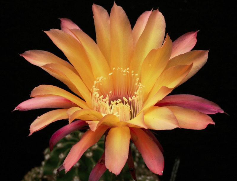 Echinopsis Sunrise